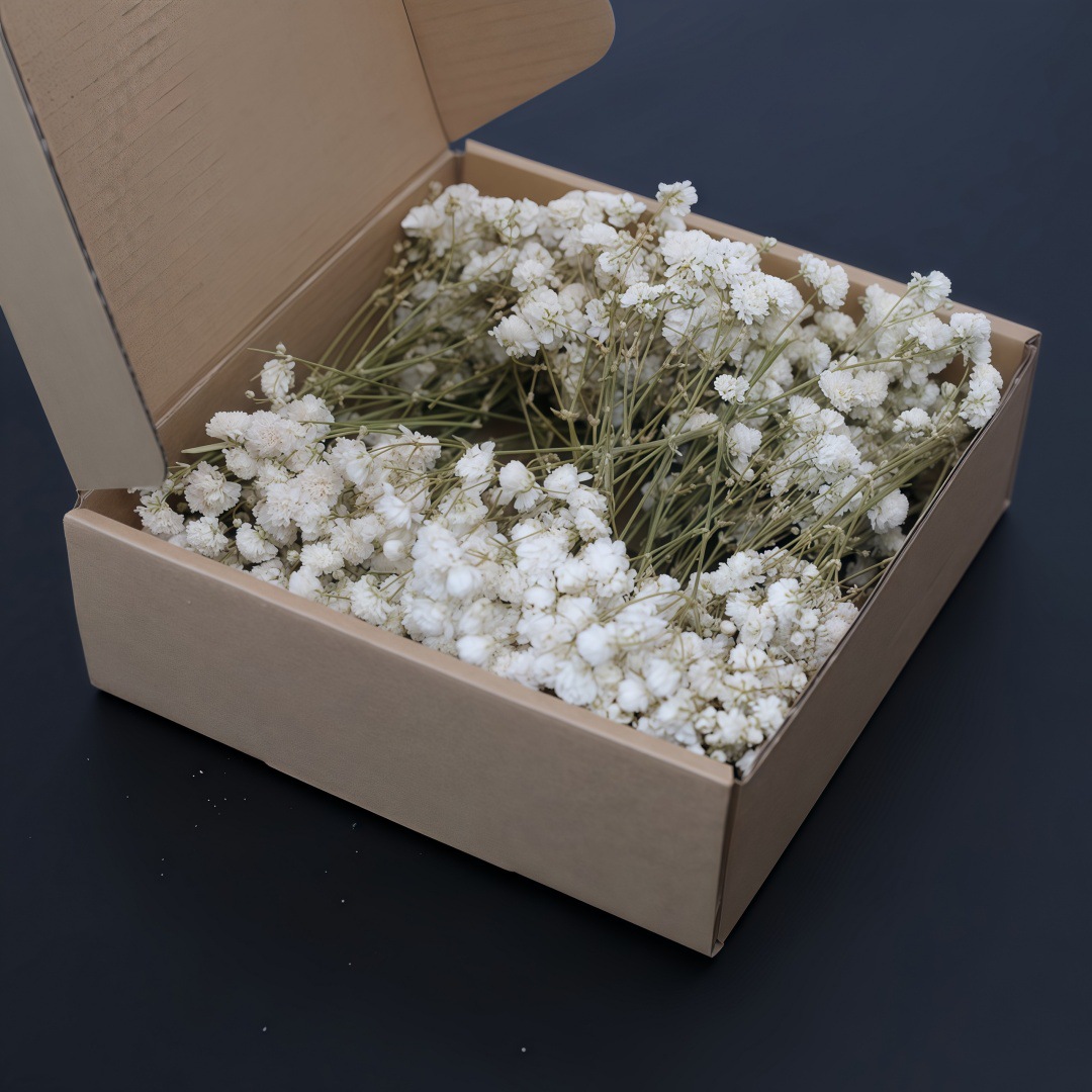50Pcs Mini White Dried Baby's  - Candle Making Event ulasan dan harga